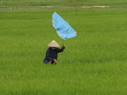 Rice Farmer in the Mekong