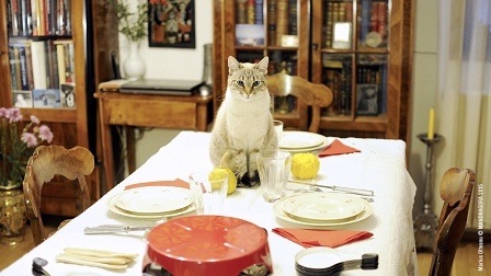 Eine Katze sitzt auf einem gedeckten Tisch in einer Wohnung. Filmstill aus "Self-Portrait of a dutiful daugther"