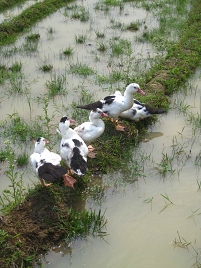 Ducks in Sapa