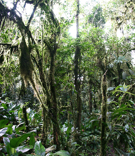 Regenwald in Ecuador