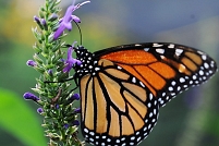  Monarch butterfly  Monarch butterfly 