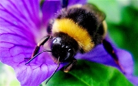 Bee