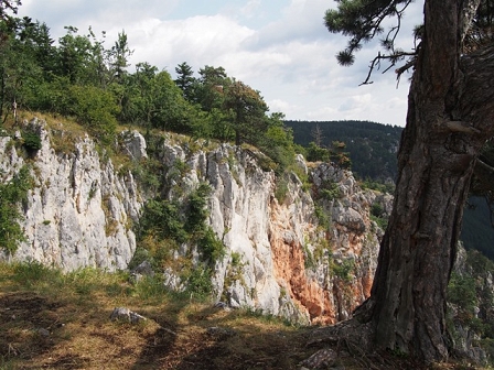 Baum vor Abgrund und Felswand