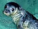 Monk Seal