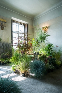 Die Installation "Ophiopogon" von Anna Peschke: In einer Altbauwohnung in Vordernberg fügen sich Pflanzen wie Möbel zu einem träumerischen Ort, an dem man verweilen will