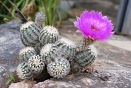 - Echinocereus reichenbachii