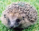 hedgehog