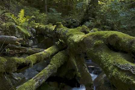 Beautiful forest in Romania