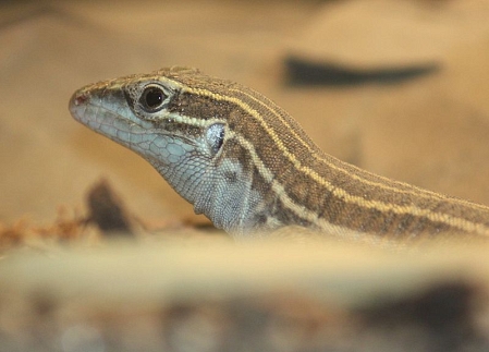 Desert Grassland Whiptail Lizard 