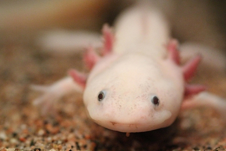 Axolotl im Aquarium