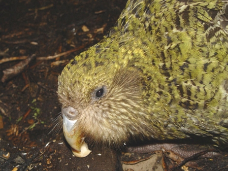 Kakapo