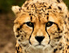 Gepard