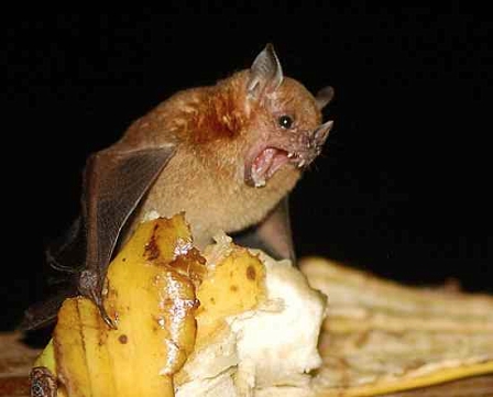 Bananenfledermaus