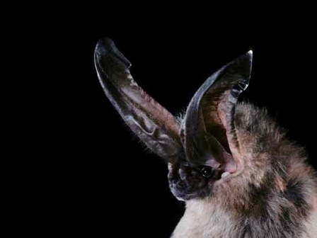 Townsend-Langohrfledermaus