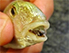 Cymothoa Exigua