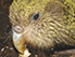 Kakapo