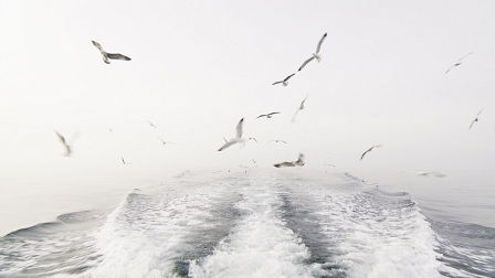 Möwen fliegen knapp über dem wogenden Meer. Filmstill aus "The Sea You Have To Love"