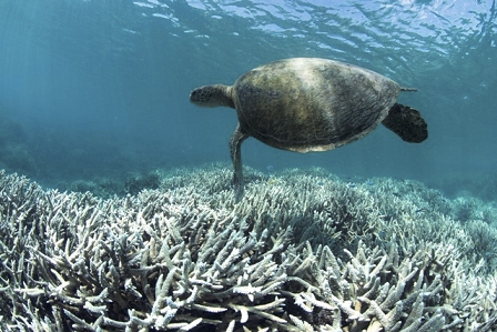 A turtle near bleached corals
