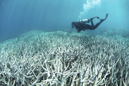 bleaching on the great barrier reef