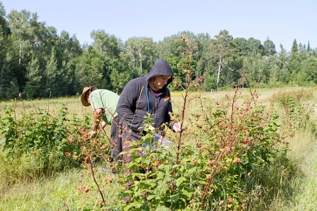 harvesting