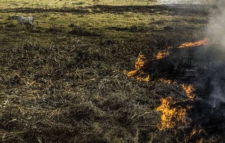 A cow runs away from a fire at La Mojana. Northern Colombia is undergoing a severe drought due to el Nino phenomenon, global warming and the misuse of water resources.