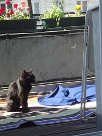 Katze auf Balkon