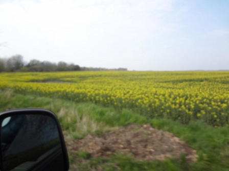 Wiese aus dem Auto