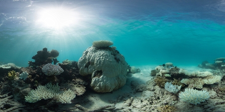 A dying coral