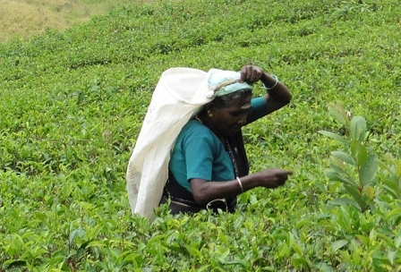 Tea PICKER