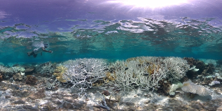 A dying reef