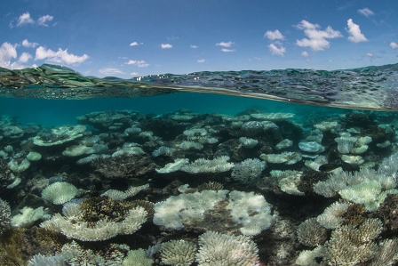 The dying of the reefs