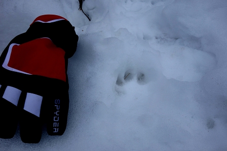 Nice gloves wolf track