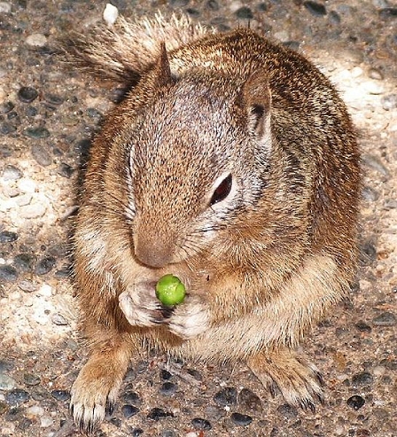 Eichhörnchen mit Erbse